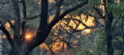 Sunlight filtering through tree branches in a serene forest, highlighting the delicate ecosystem.