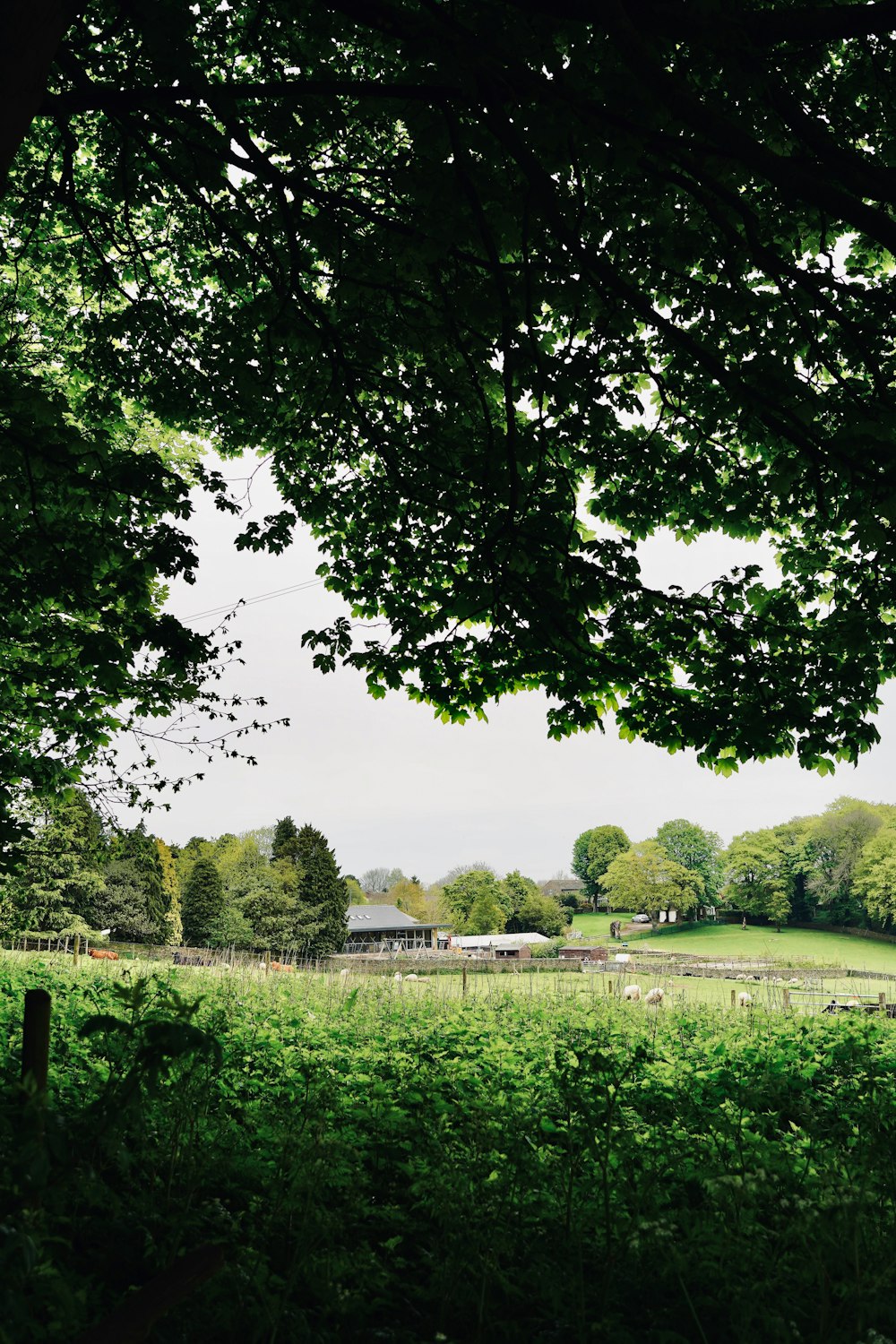 a lush green field surrounded by tall trees