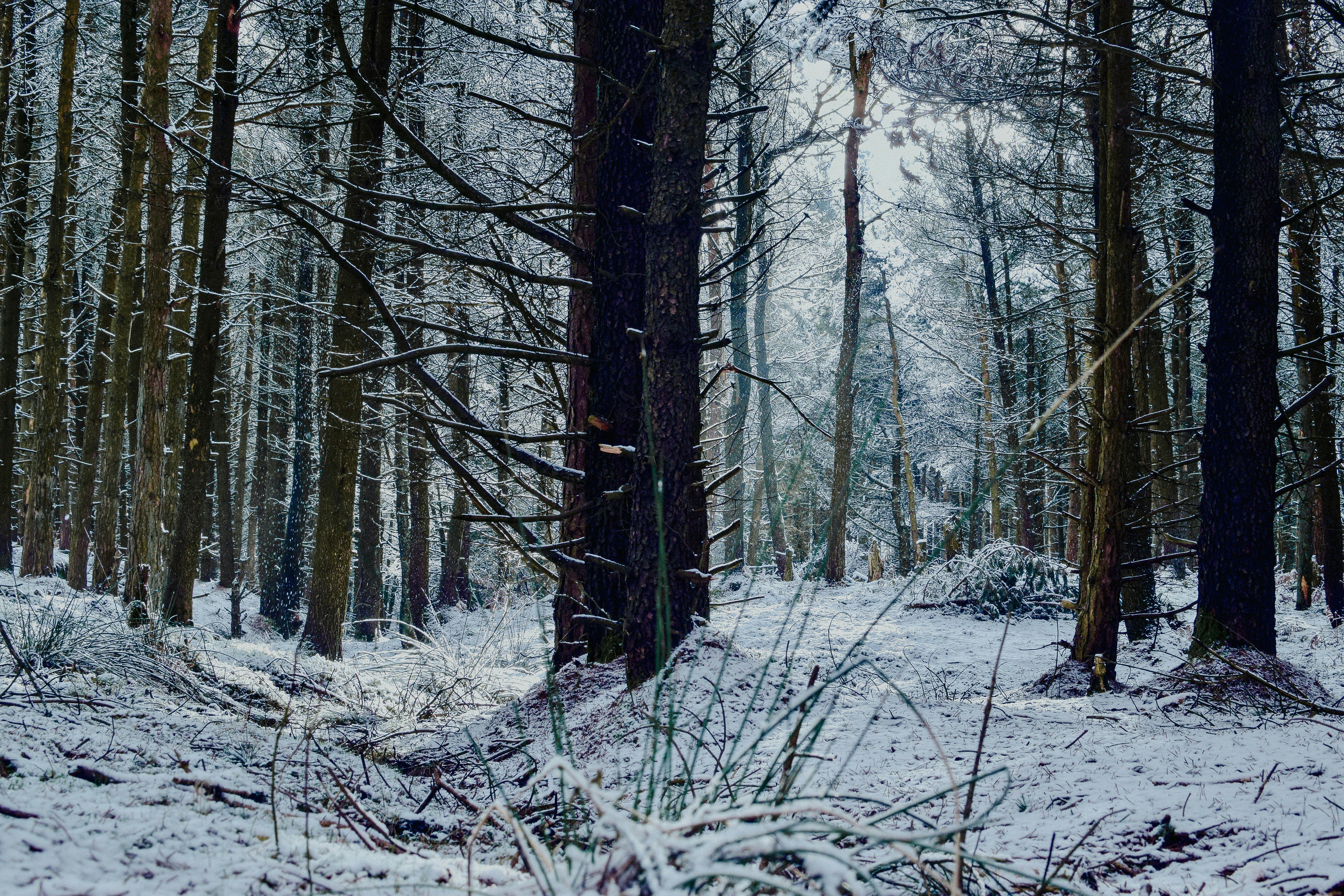 Choose from a curated selection of forest wallpapers for your mobile and desktop screens. Always free on Unsplash.