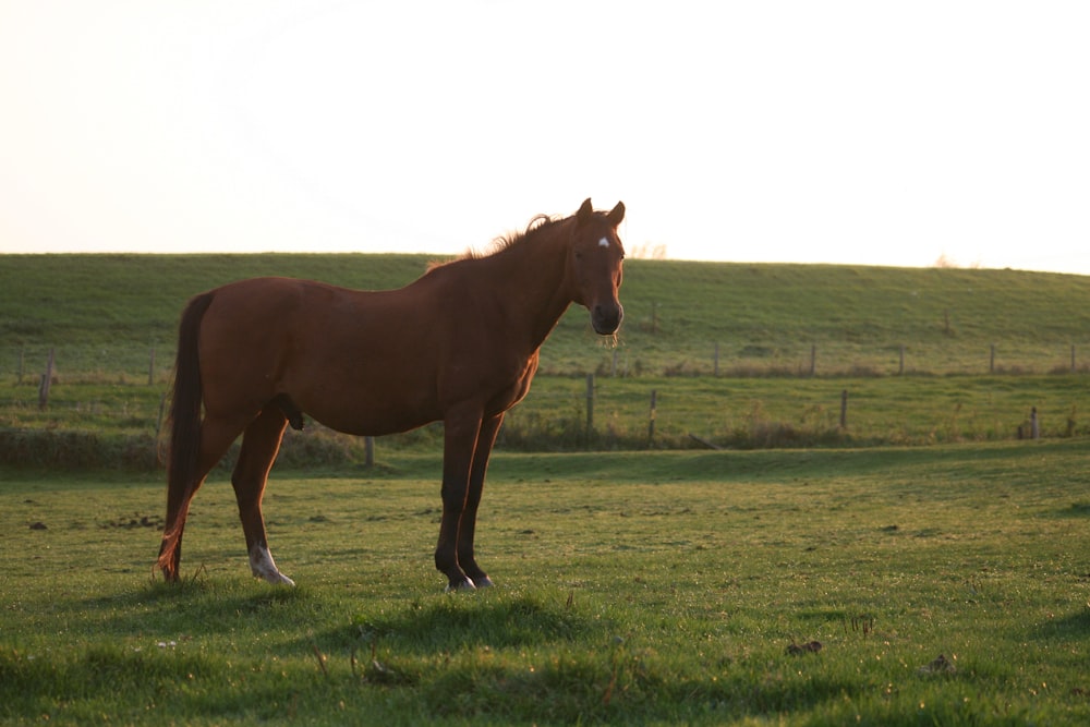 a brown horse standing on top of a lush green field