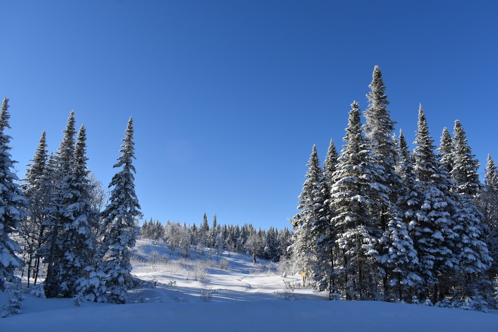 Un paisaje nevado con árboles y un cielo azul
