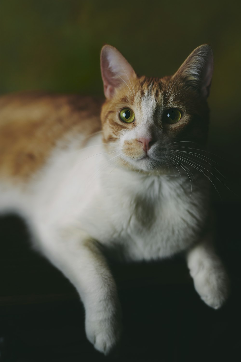 a close up of a cat laying on a table