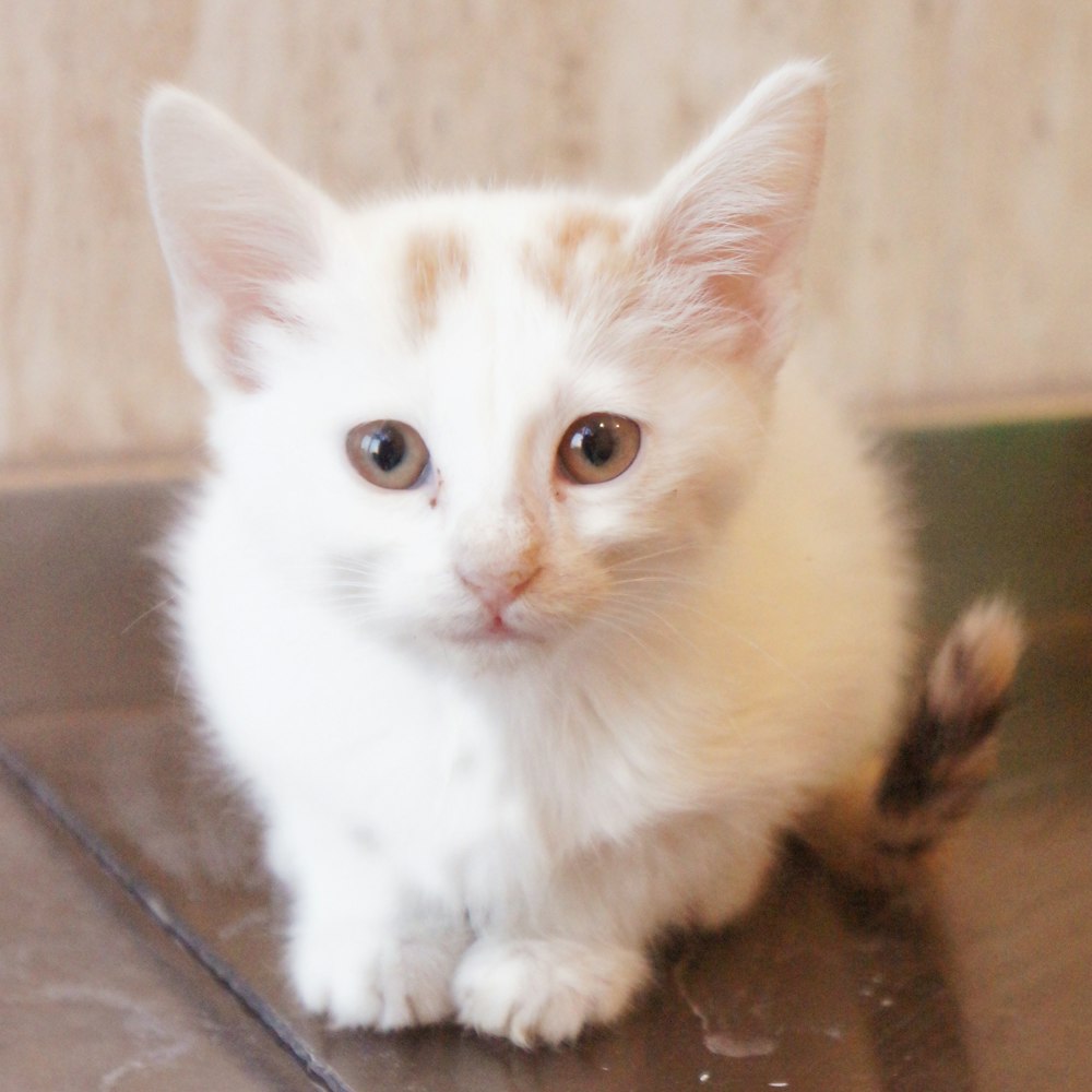 a small white kitten sitting on top of a table