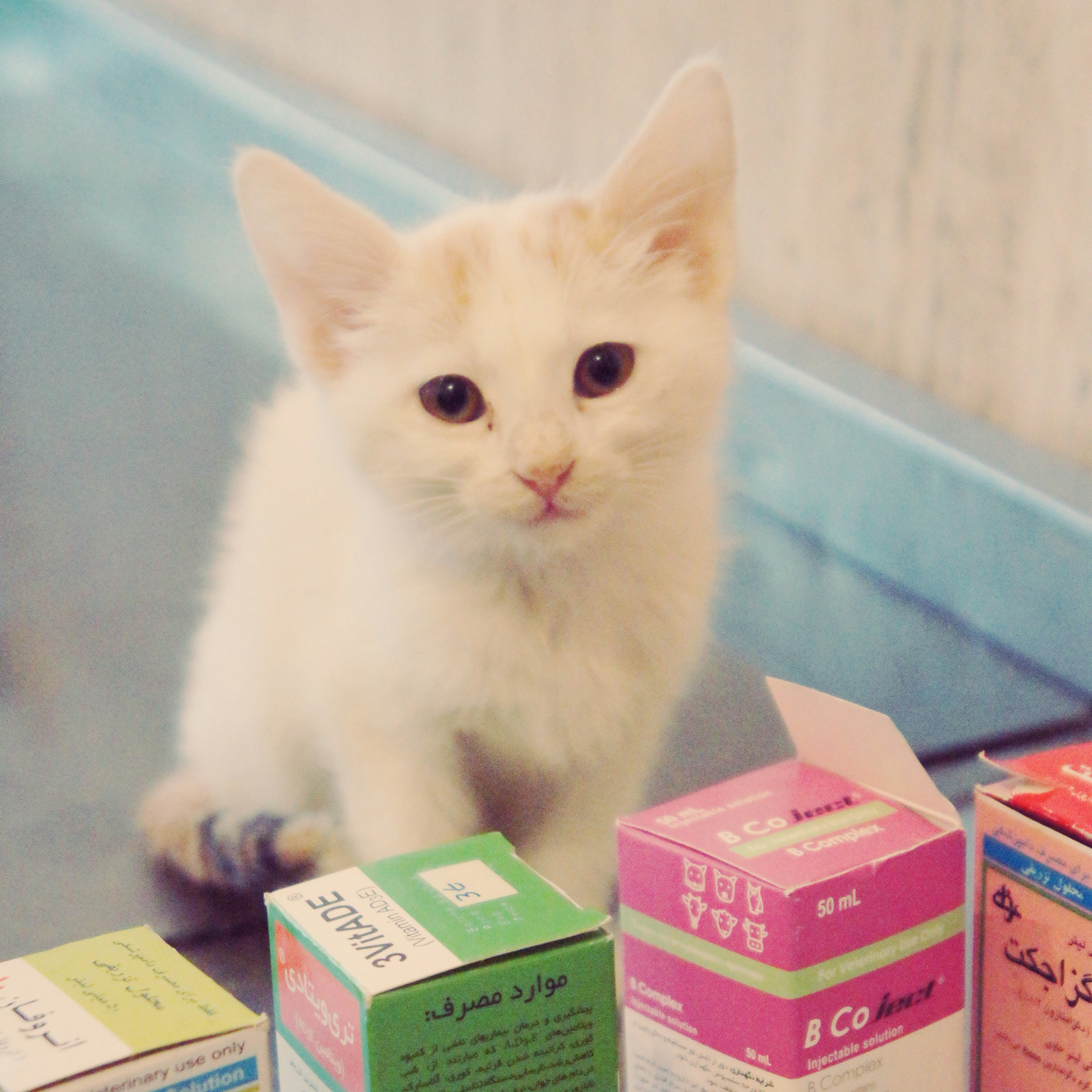 a white kitten sitting on top of a table next to boxes