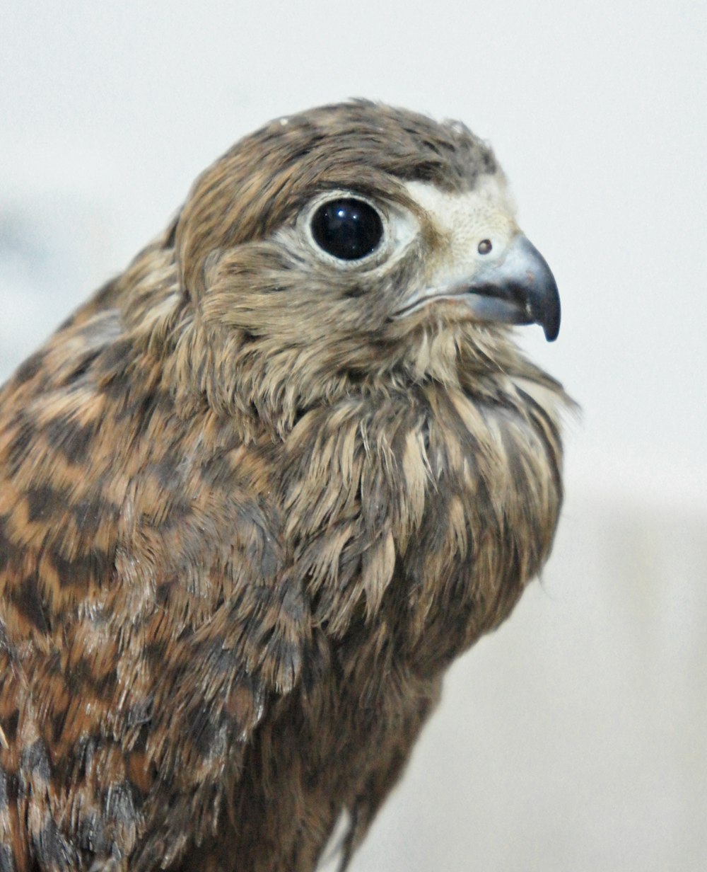 a close up of a bird of prey