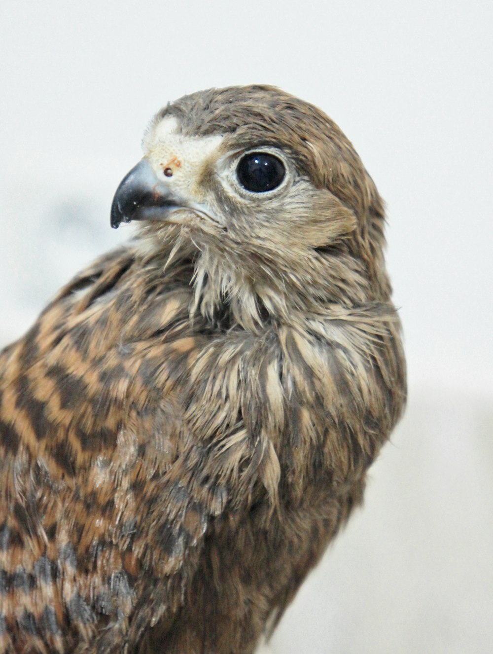 a close up of a bird of prey