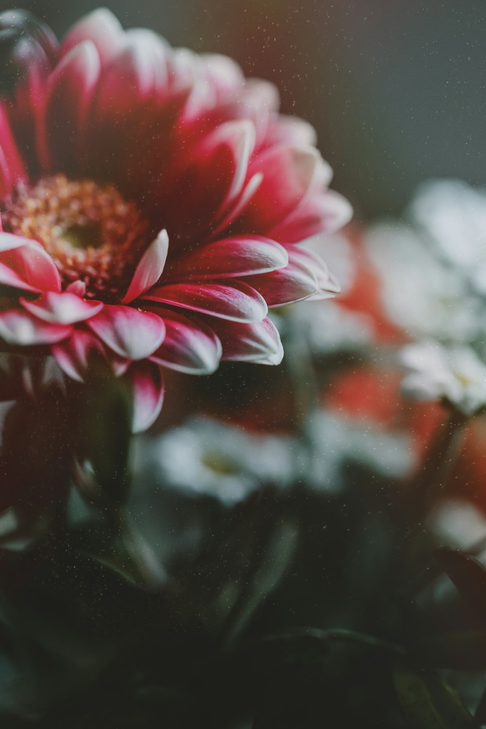 a close up of a red and white flower