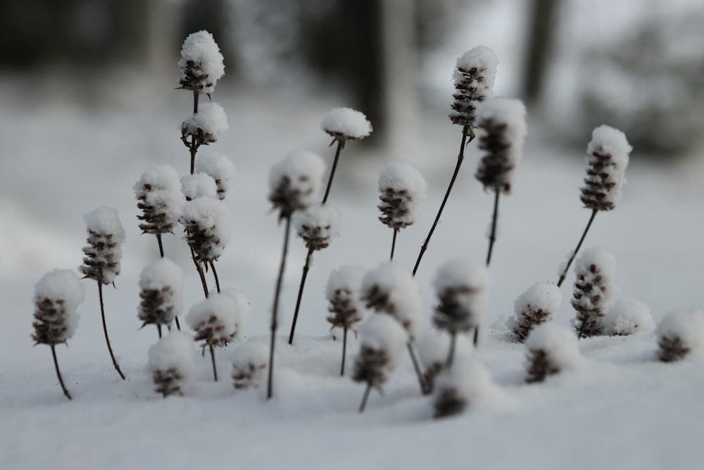 a bunch of snow covered plants in the snow