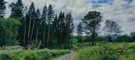 A panoramic shot of a forest trail winding through tall pine trees under a cloudy sky.