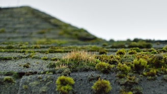 a close up of a patch of grass with a hill in the background