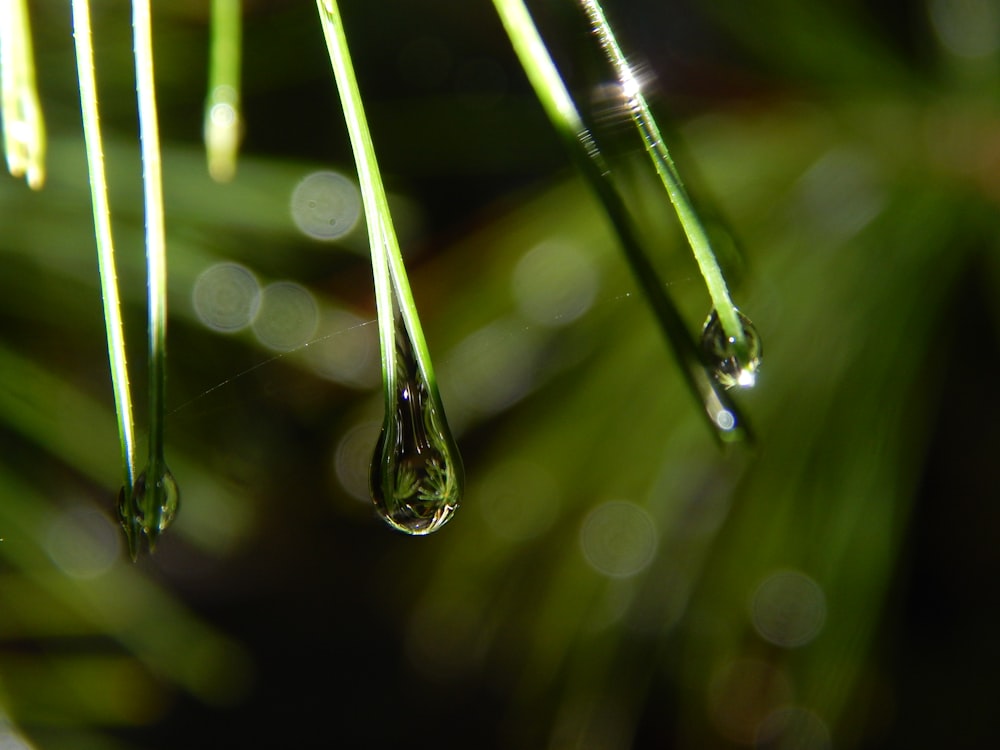 a drop of water hanging from a green plant