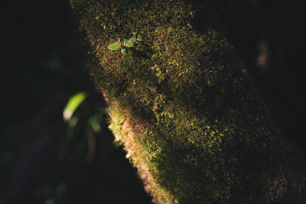 a small green bug crawling on a mossy tree