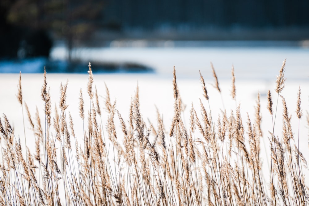 a close up of a bunch of tall grass