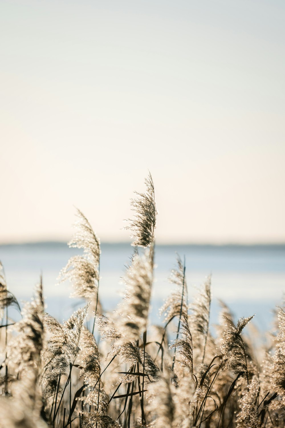 a field of tall grass with a body of water in the background