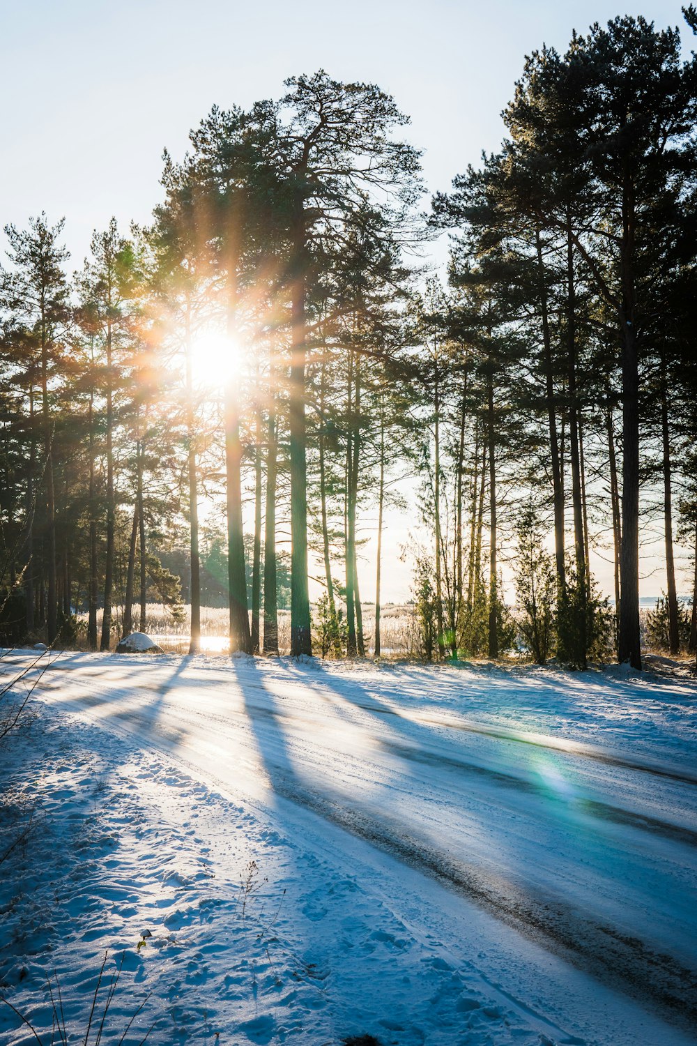 the sun is shining through the trees in the snow