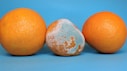 three oranges and an egg on a blue background