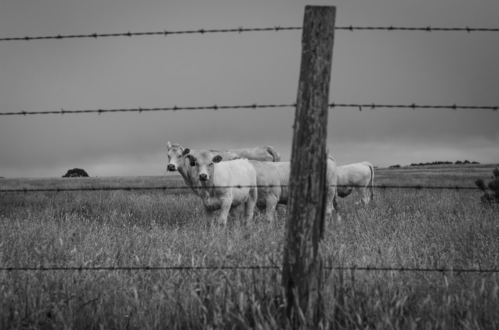 a herd of cattle standing on top of a grass covered field