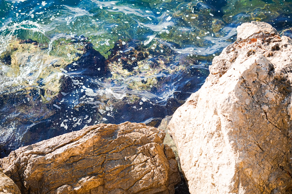 a bird sitting on a rock next to the ocean