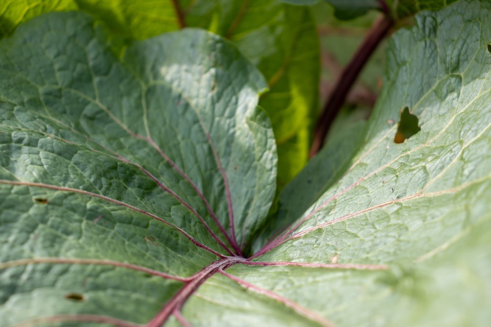 a close up of a green leafy plant