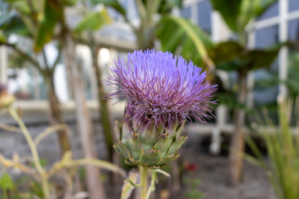 a close up of a purple flower in a garden