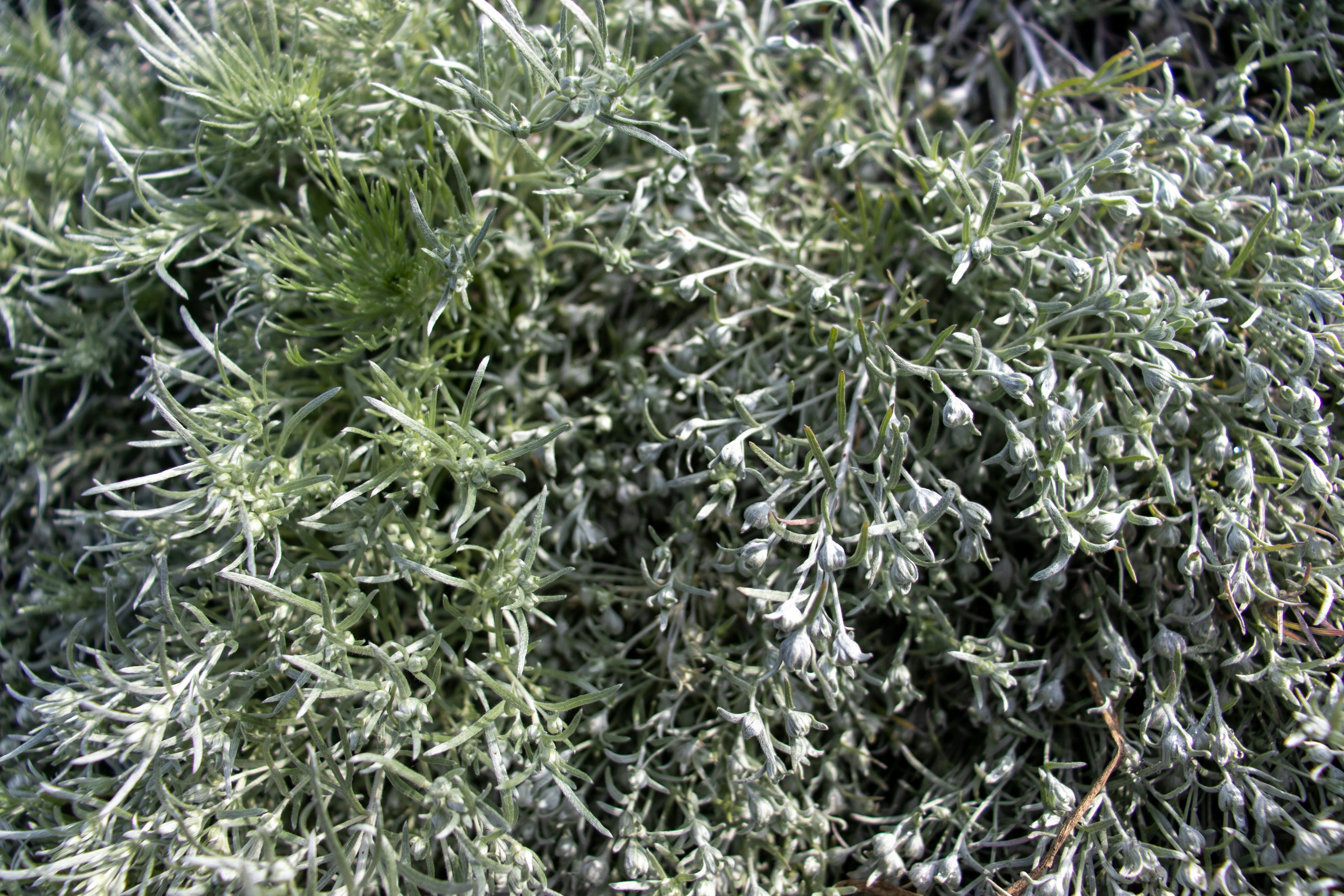 緑の葉がたくさんある植物のクローズアップ