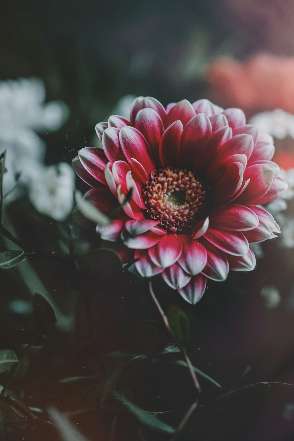 a red and white flower sitting on top of a lush green field