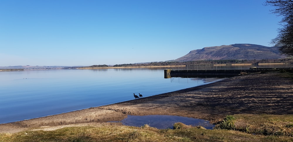 a couple of birds that are standing in the water