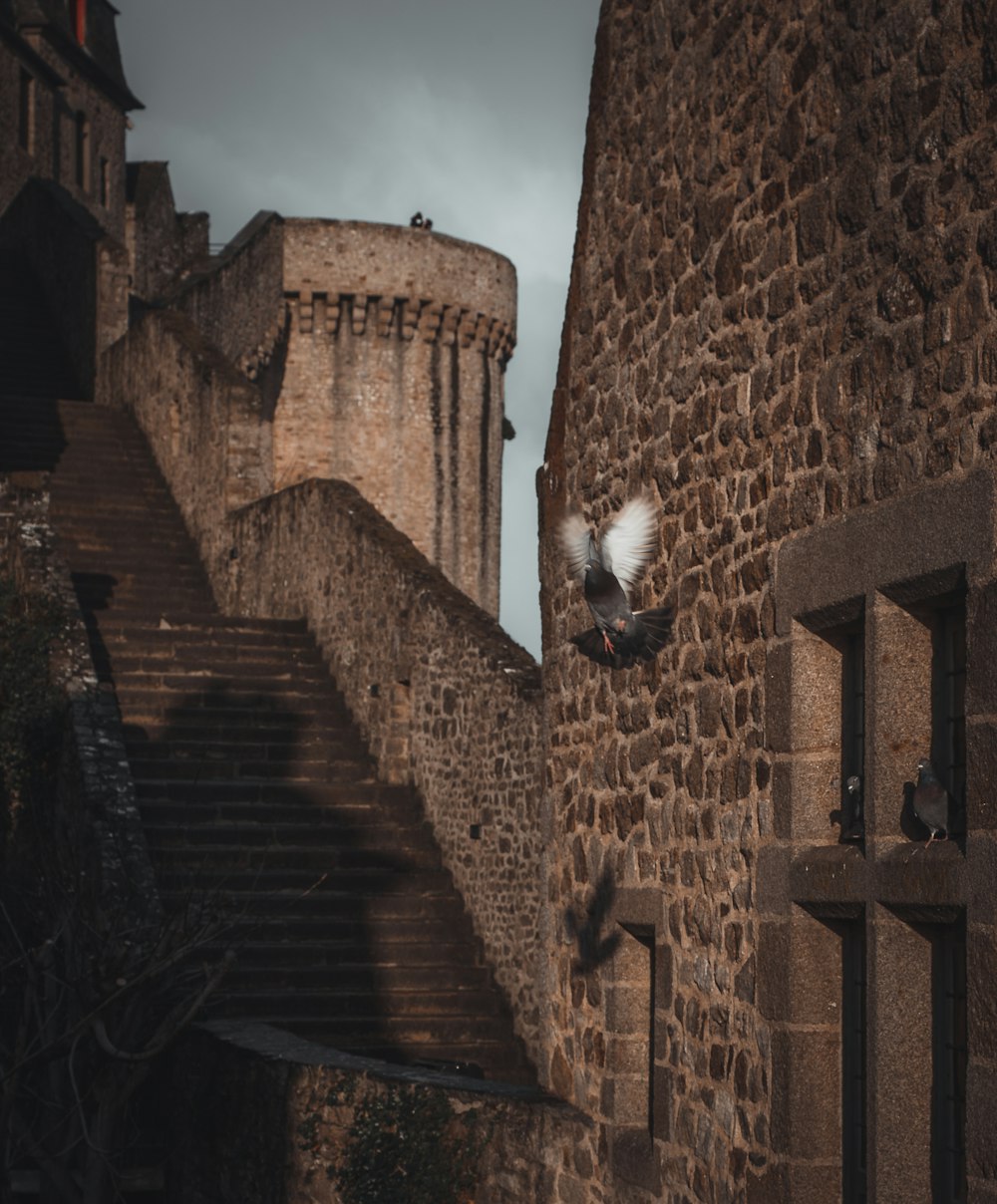 a bird flying over a stone wall next to a stair case