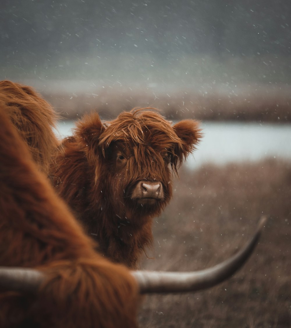 a couple of brown cows standing next to each other