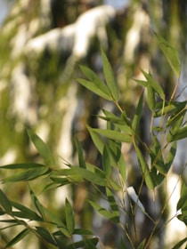 An atmospheric photo emphasizing a serene, floating feeling with bamboo leaves subtly blurred in the background.
