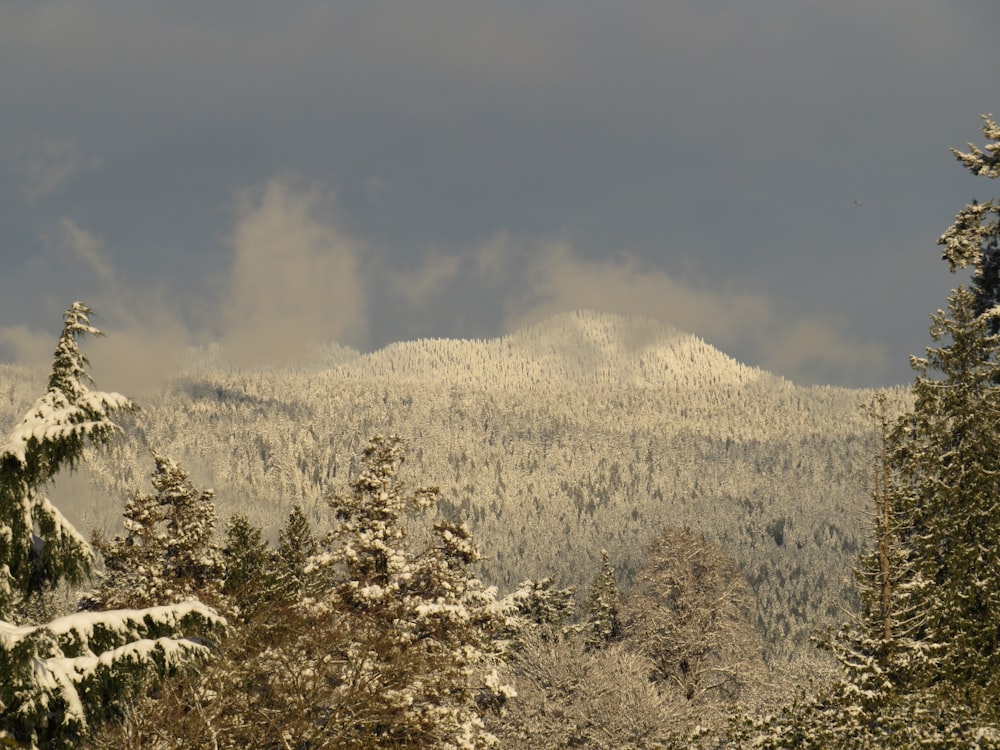 a snow covered mountain with trees in the foreground