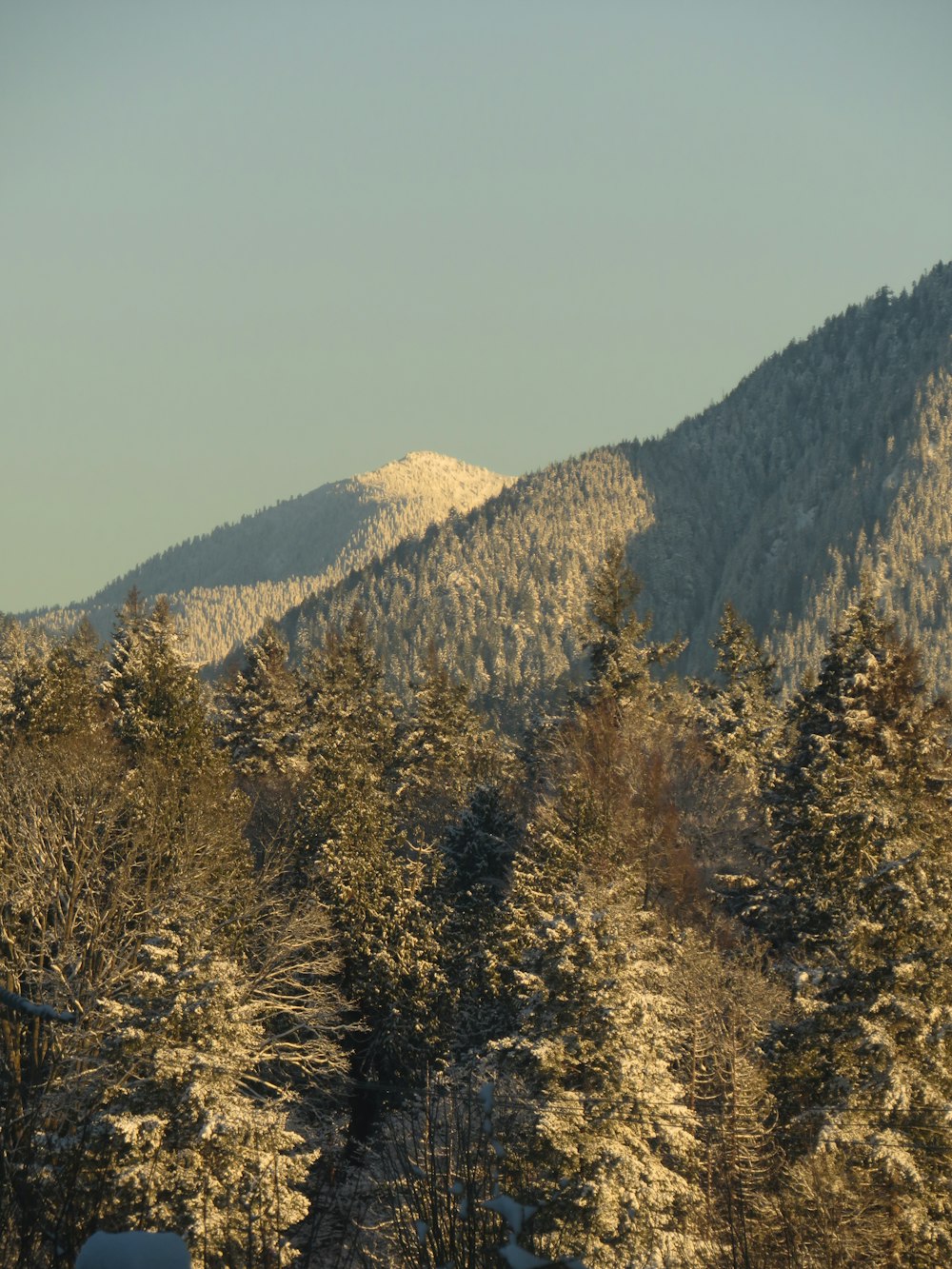 ein schneebedeckter Berg mit Bäumen im Vordergrund