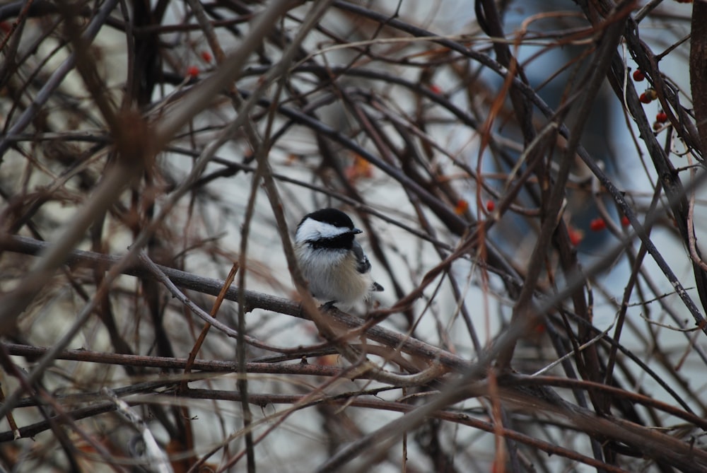 a small black and white bird perched on a branch