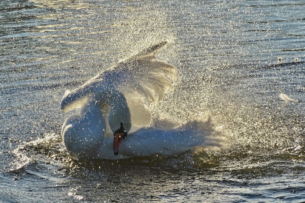 a large white swan is swimming in the water