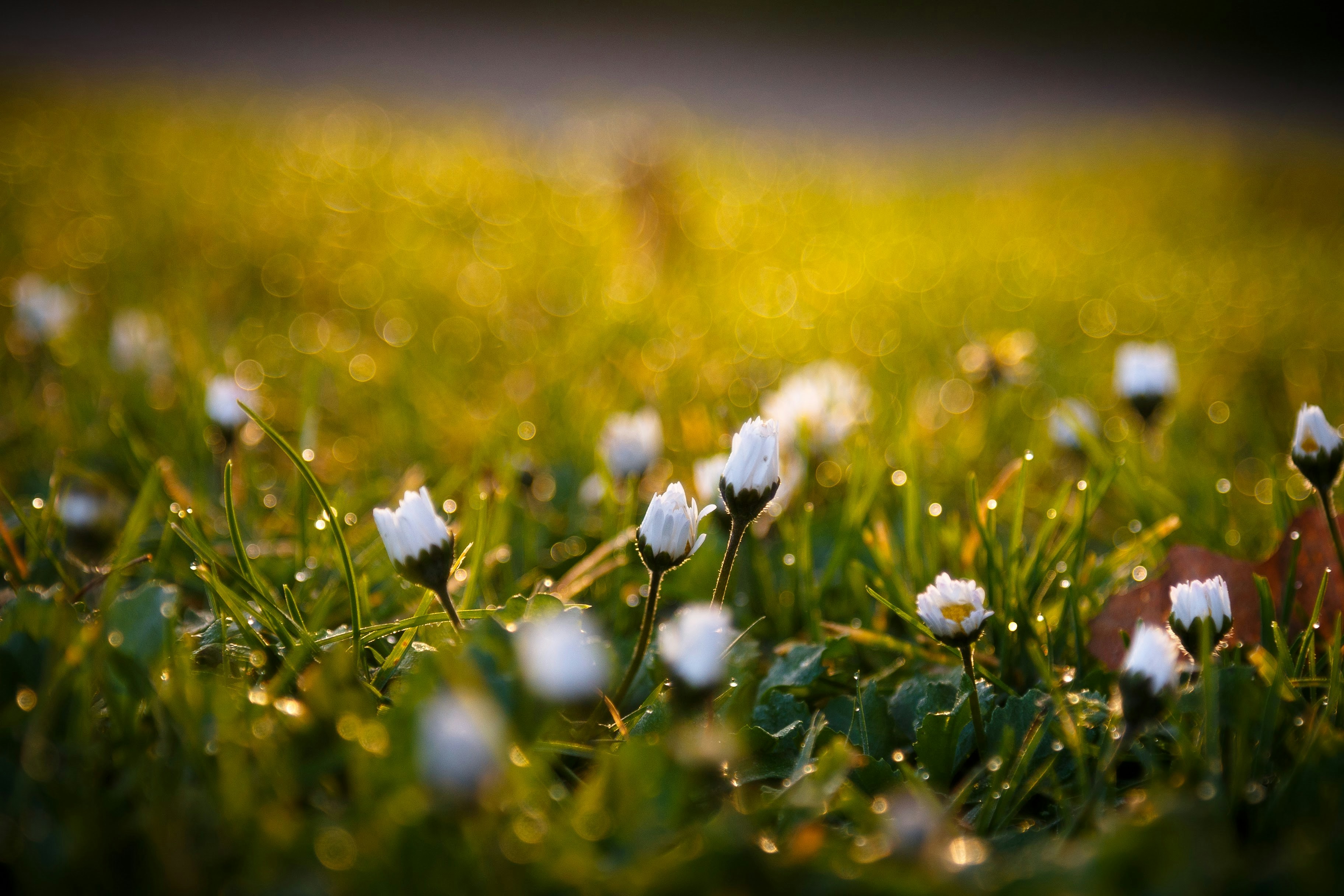 Photo by alien_roger