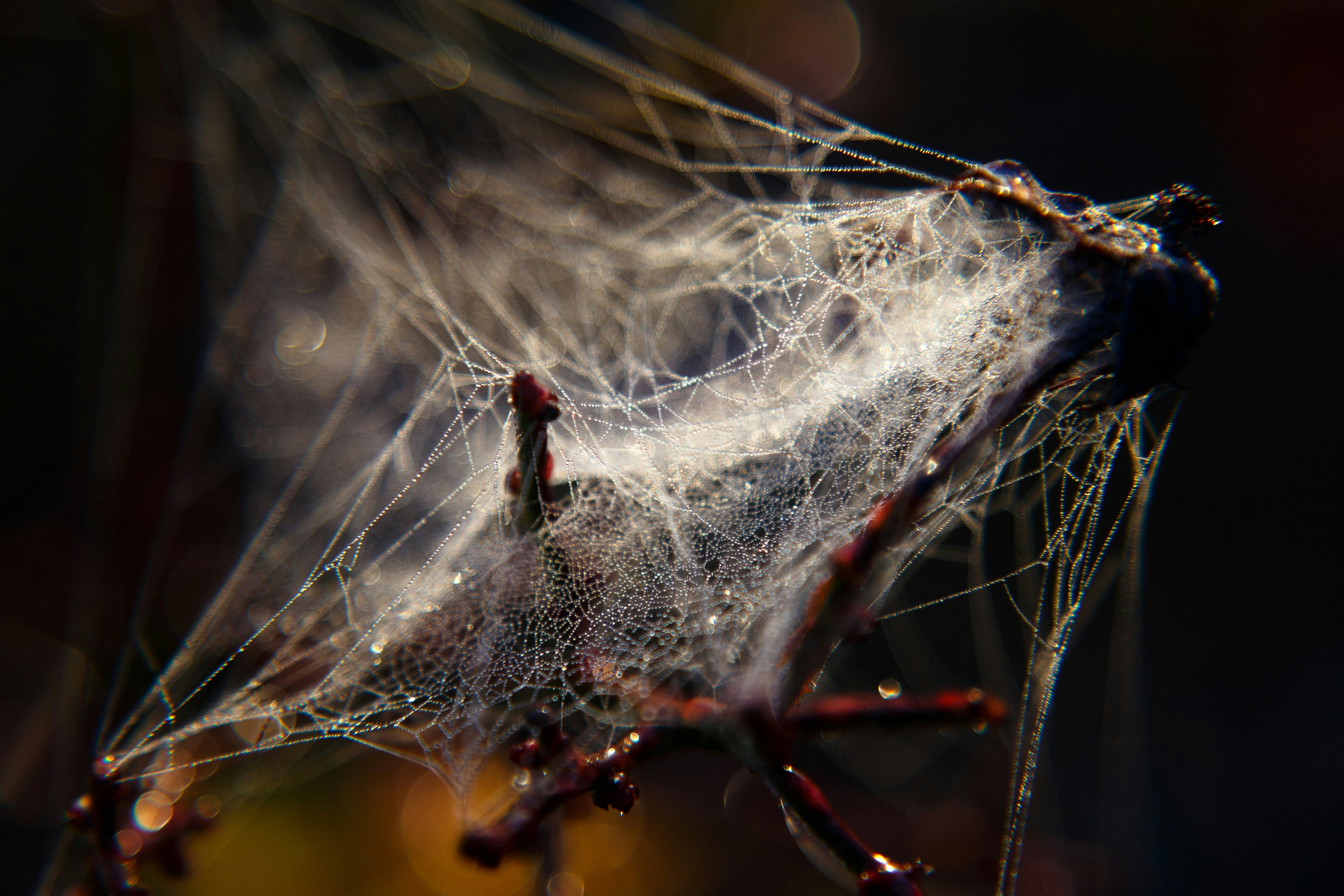 Foto Un primer plano de una telaraña con gotas de agua en ella – Imagen ...