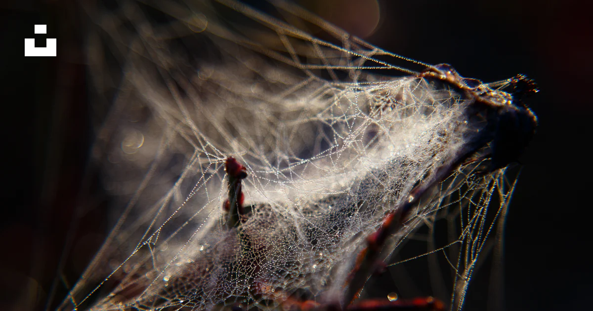 Foto Un primer plano de una telaraña con gotas de agua en ella – Imagen ...