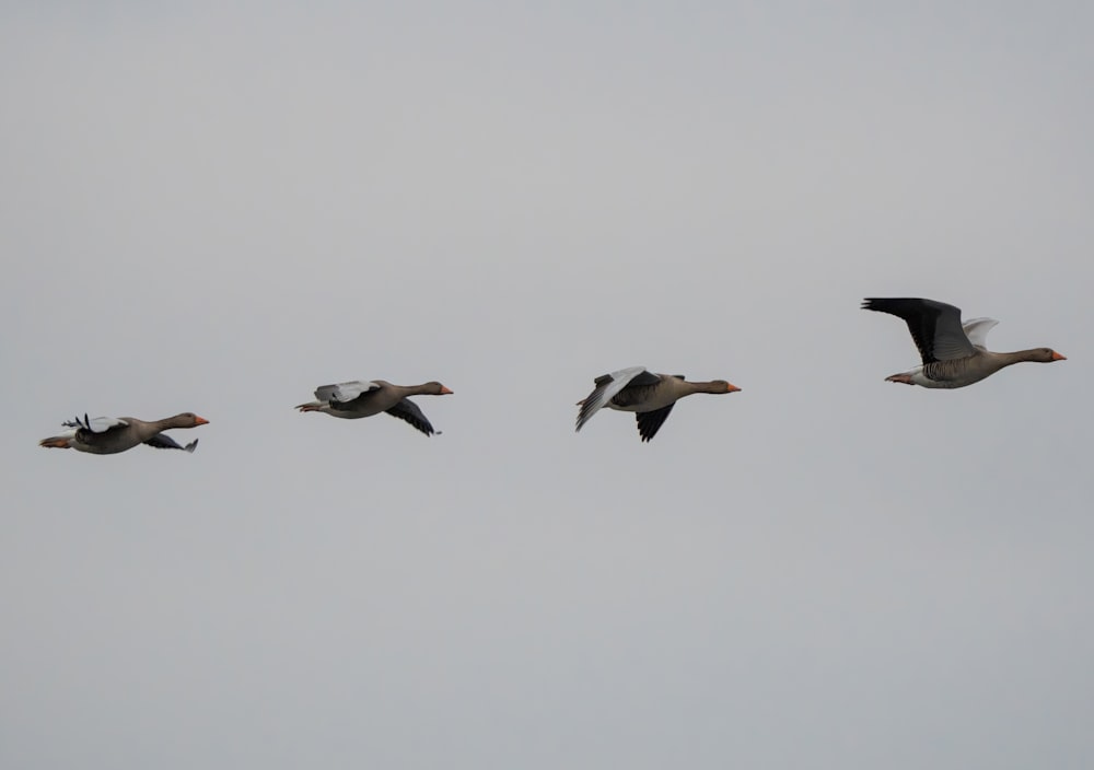 a flock of birds flying through a cloudy sky