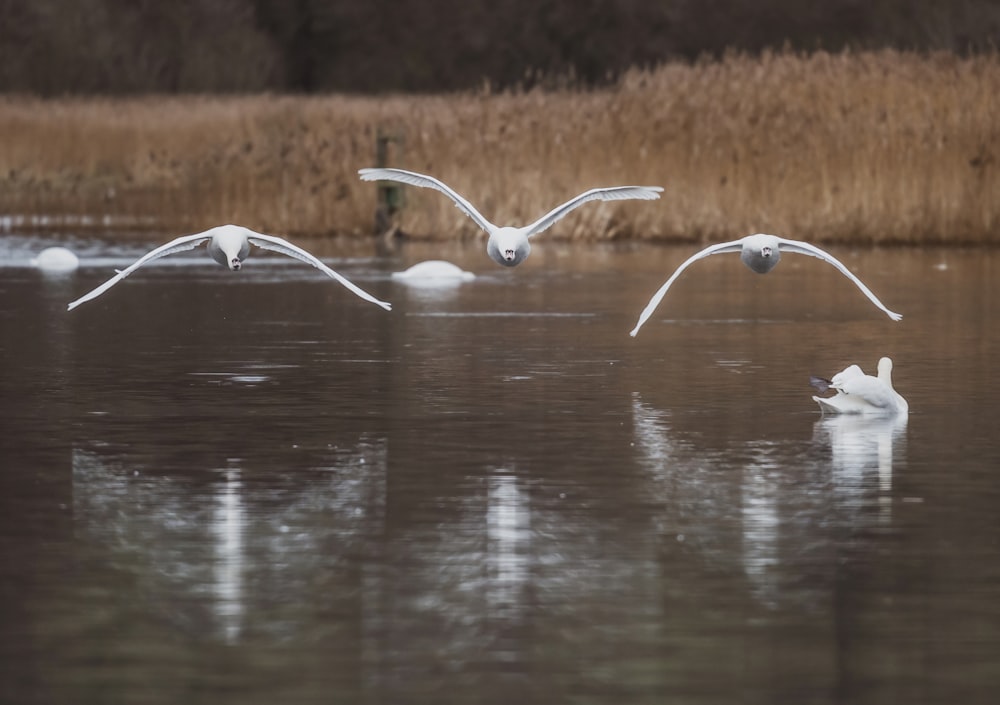 a flock of birds flying over a body of water