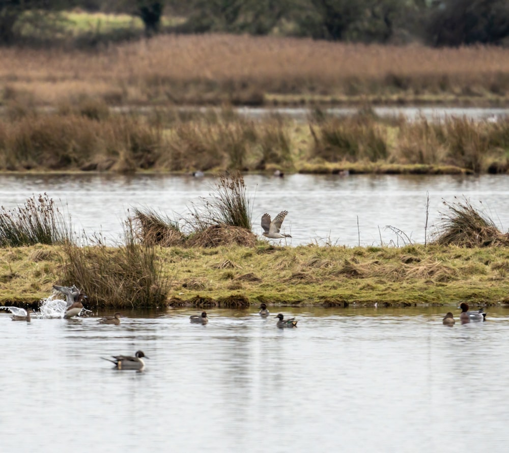 a flock of ducks floating on top of a lake