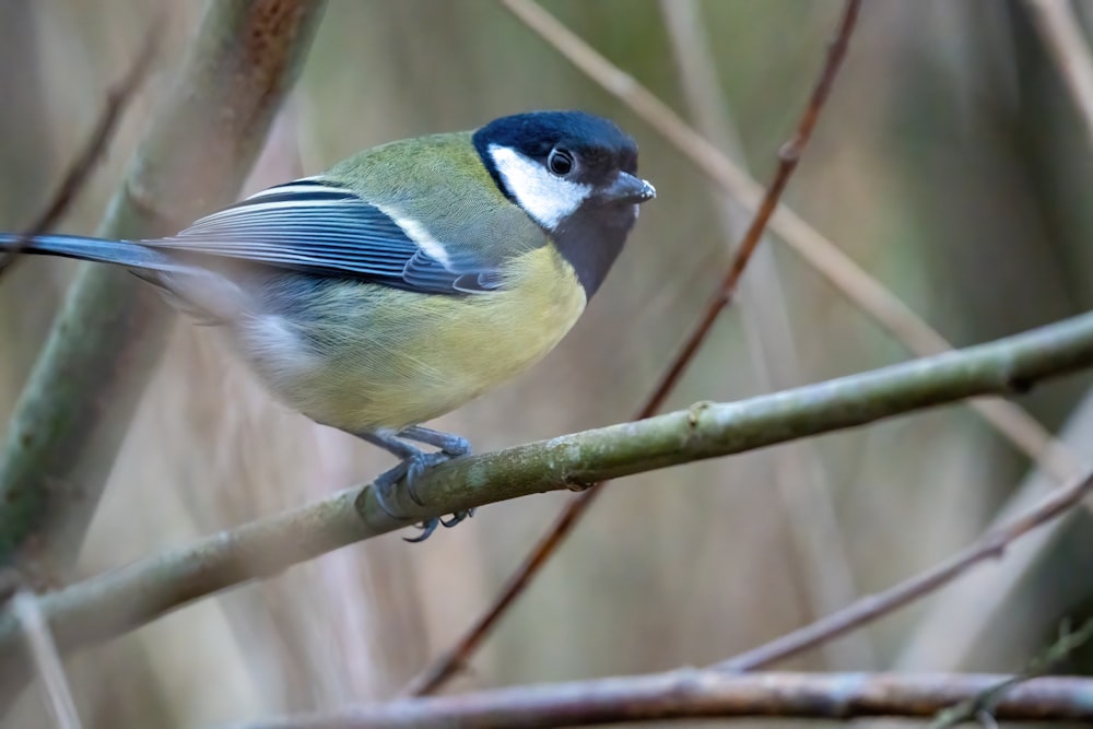 a small blue and yellow bird perched on a tree branch