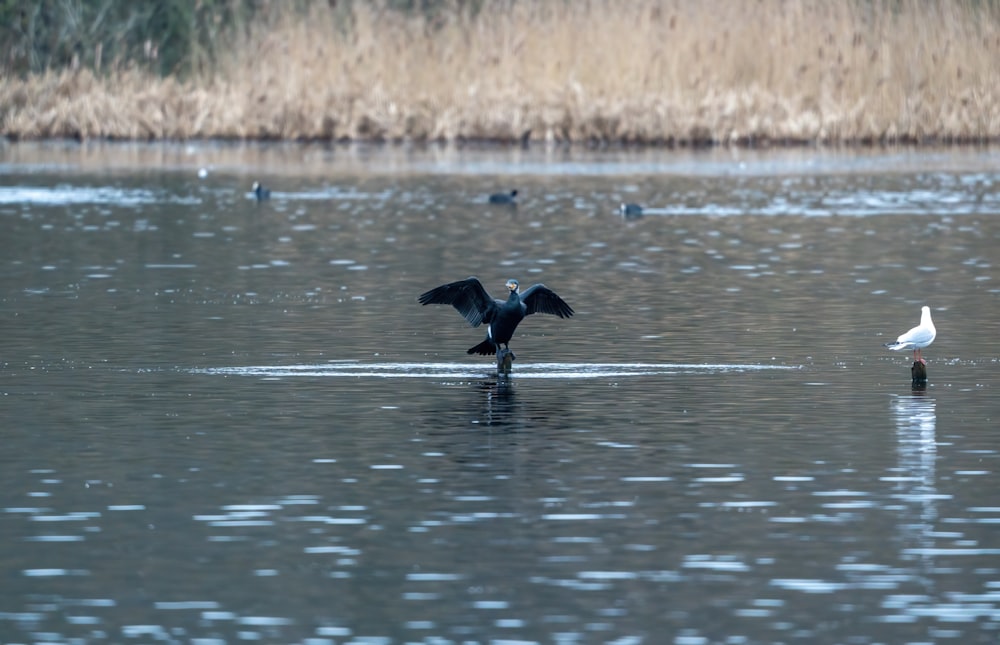 a bird standing on top of a body of water