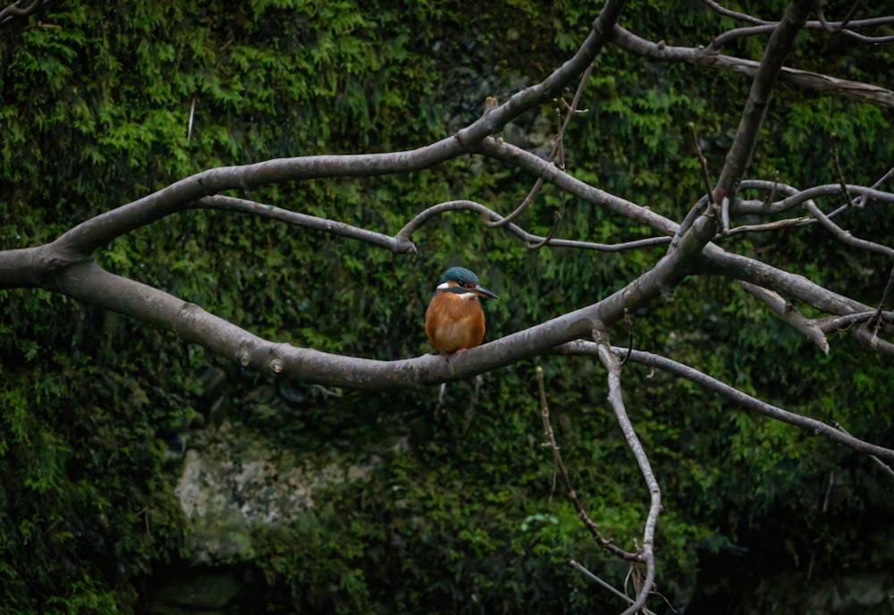 a small bird perched on a tree branch