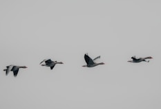 a flock of birds flying through a cloudy sky