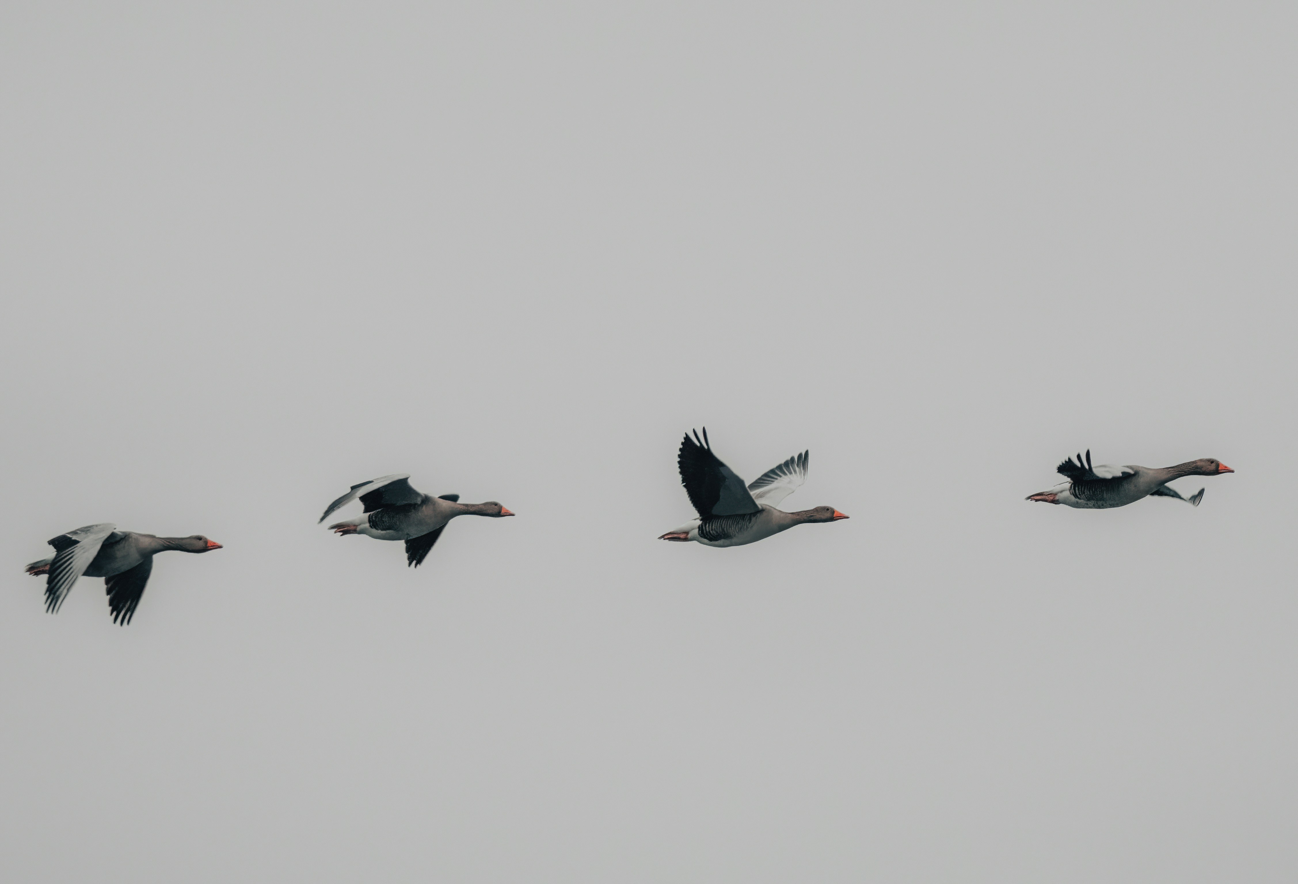a flock of birds flying through a cloudy sky