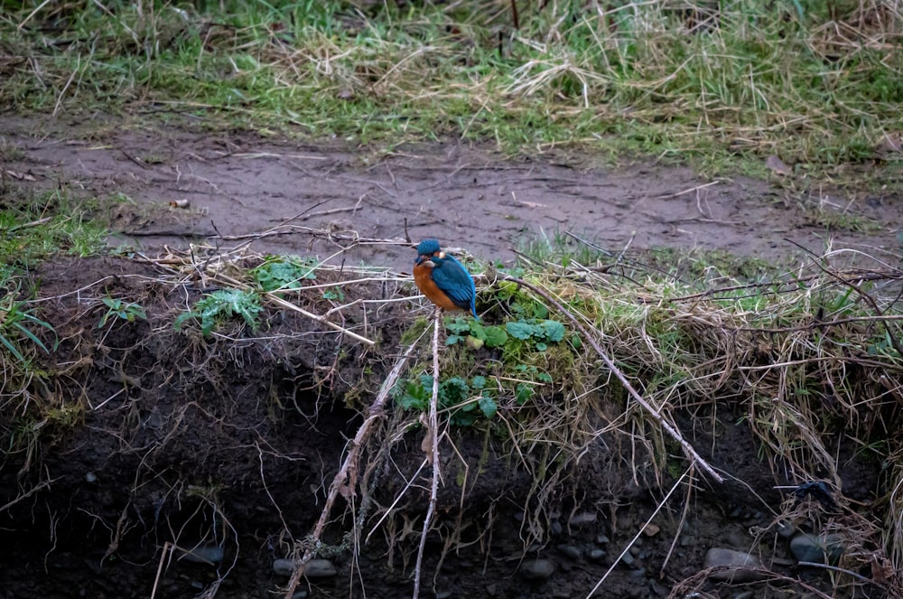 a blue bird sitting on top of a patch of grass