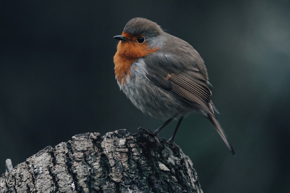 a small bird sitting on top of a tree stump