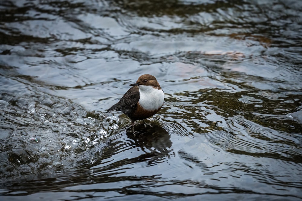 a brown and white bird sitting on top of a body of water