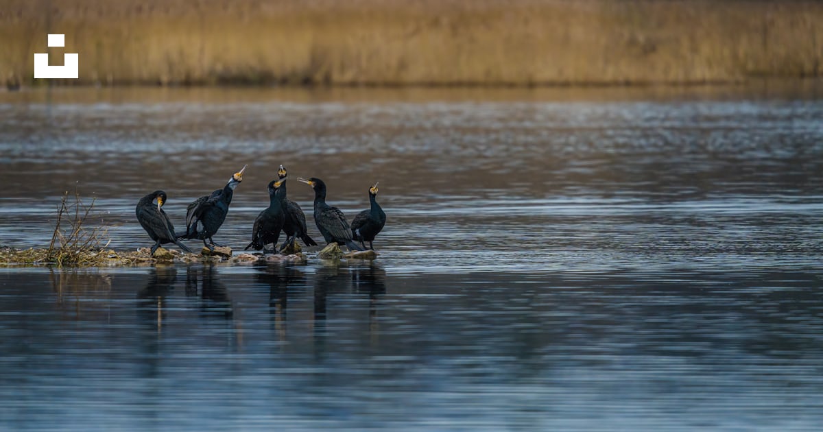 A group of birds sitting on top of a rock in the water photo – Free ...
