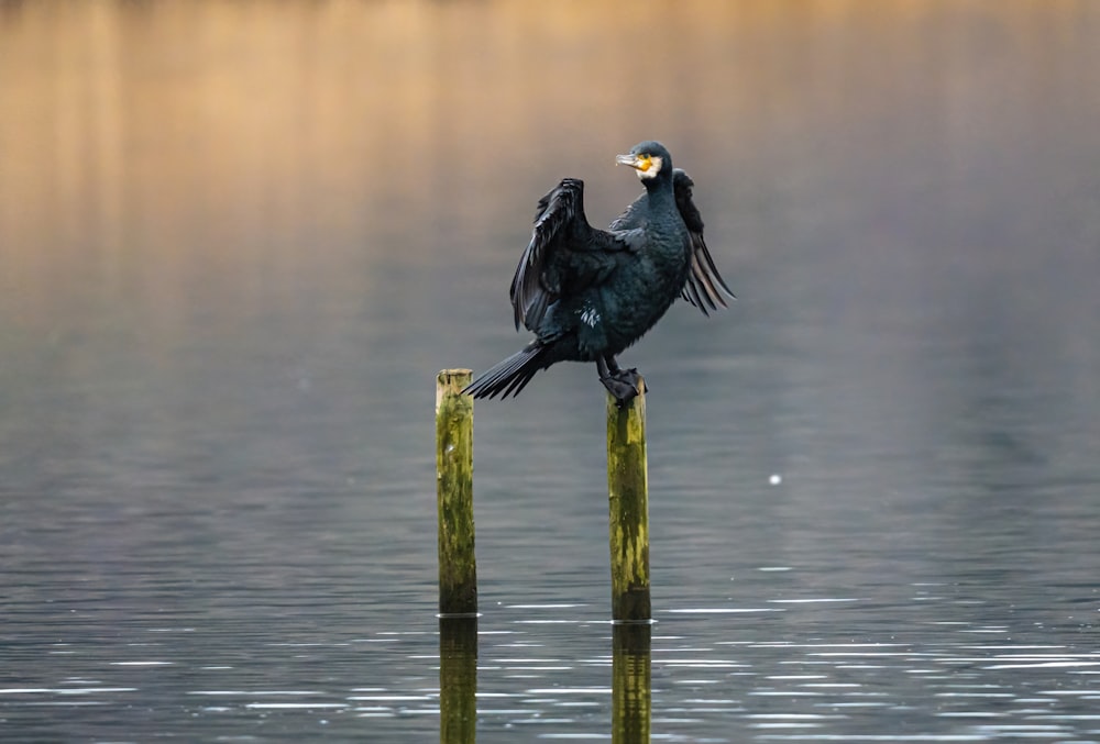 a bird sitting on top of a wooden post in the water